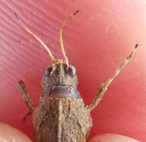 Réf. 292 299 : Tetrix subulata